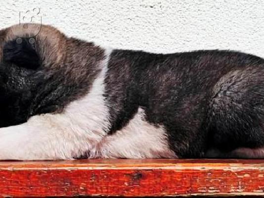 Αμερικανικά κουτάβια Akita TOP